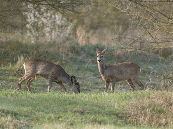 European roe deer (Capreolus capreolus), fawn and doe in winter coat, winter cover in a meadow, wildlife, Thuringia, Germany, Europe
