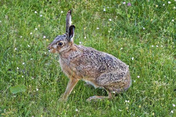 A brown hare (Lepus europaeus) sits on a green meadow surrounded by grass and small flowers, Wismar, Muehlenteich, Mecklenburg-Western Pomerania, Germany, Europe