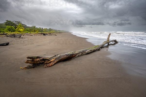 Tree trunk on the beach in the surf, rainforest and sandy beach on the Caribbean coast, Tortuguero National Park, Costa Rica, Central America