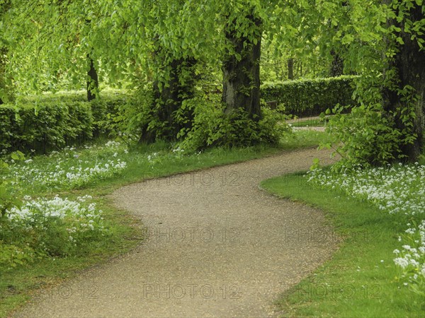 A forest path lined with green plants and white flowers leads into the thicket, small footpath between green trees, newcastle, England, Great Britain