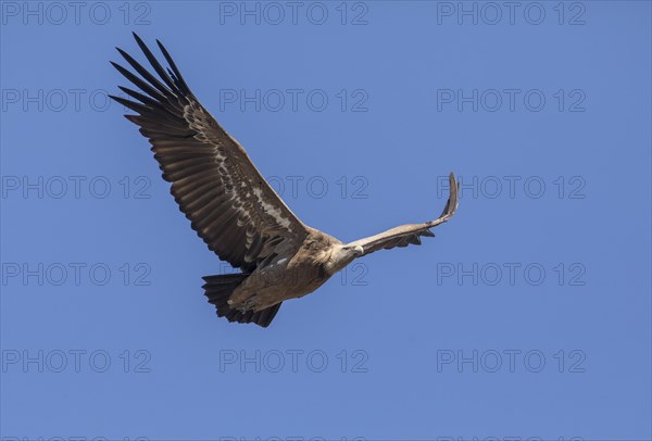 Griffon vulture (Gyps fulvus), Monfraguee National Park, Extremadura, Castilla La Mancha, Spain, Europe
