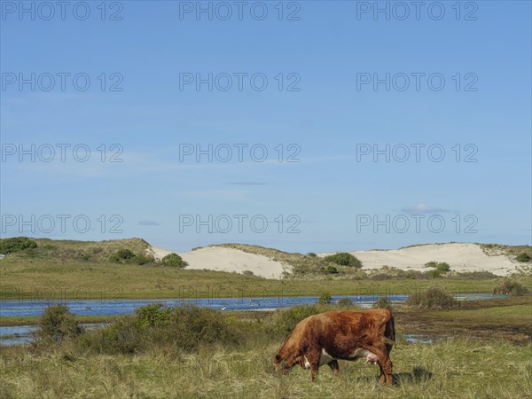 A brown cow grazing on a pasture under a clear blue sky with dunes and plants, cow in the dunes in front of a small, lake, nes, ameland, netherlands