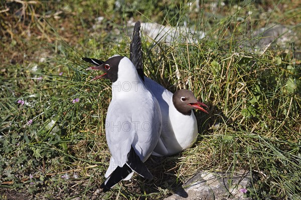 Breeding Black-headed Gulls (Larus ridibundus) also pair at the breeding site, North Sea coast, Schleswig-Holstein, Germany, Europe