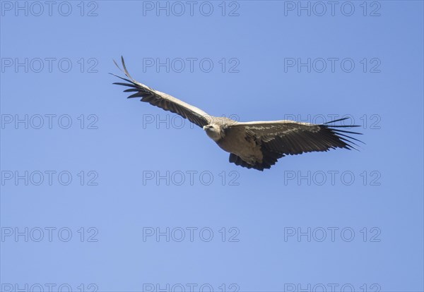 Griffon vulture (Gyps fulvus), Monfraguee National Park, Extremadura, Castilla La Mancha, Spain, Europe