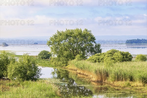 Outlet of a river to a lake with a wetland with lush green vegetation in the summer, Hornborgasjoen, Sweden, Europe