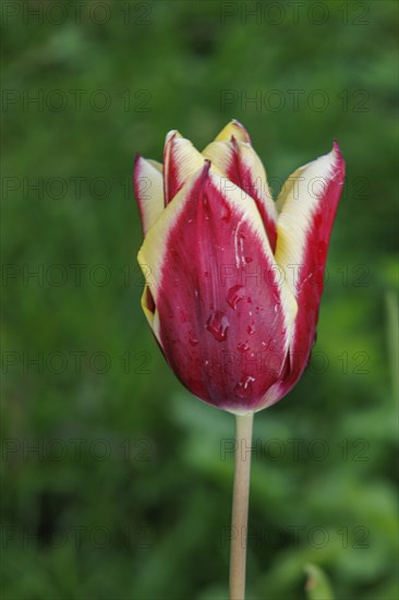 A red and white tulip with dewdrops blooms in the green background, blooming tulips in the garden, red and yellow flowers, nes, ameland, netherlands