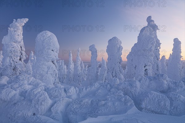 Snow-covered trees in the evening light, Arctic, Taiga, Alaska, USA, North America