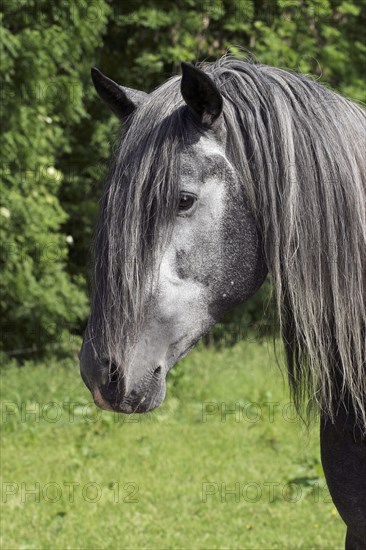 Andalusian, Andalusian horse