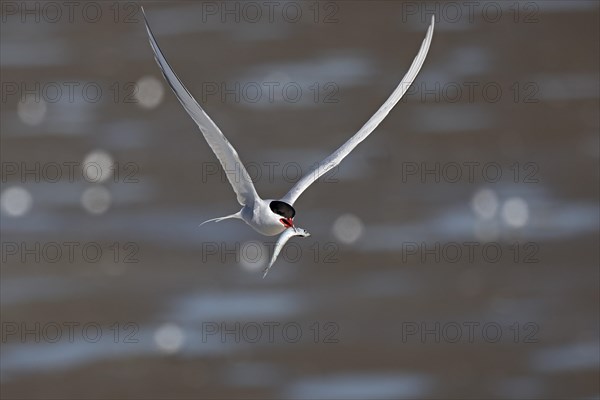 Arctic tern (Sterna paradisaea) in flight with fish in its beak, Schleswig-Holstein Wadden Sea National Park, UNESCO World Heritage Site, North Sea coast, Schleswig-Holstein, Germany, Europe