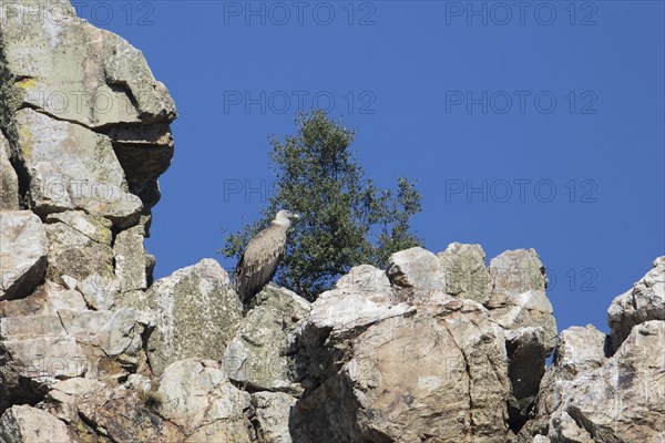 Griffon vulture (Gyps fulvus), Monfraguee National Park, Extremadura, Castilla La Mancha, Spain, Europe