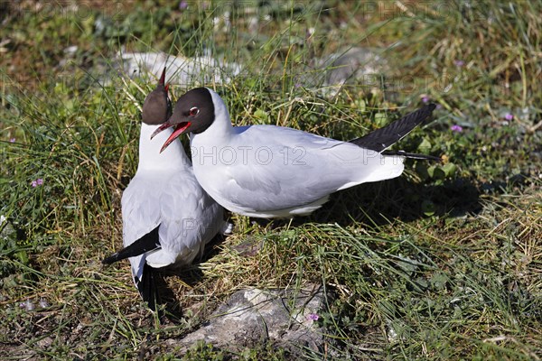 Breeding Black-headed Gulls (Larus ridibundus) also pair at the breeding site, North Sea coast, Schleswig-Holstein, Germany, Europe