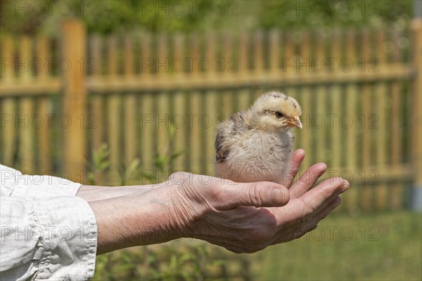 Pedigree chicken chick sits in hand, Wittorf, Samtgemeinde Bardowick, Lower Saxony, Germany, Europe