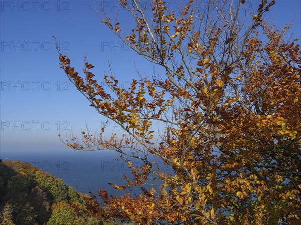 A tree with bright golden autumn leaves on a cliff overlooking the sea under a clear blue sky, autumn foliage and white rocks on the coast with the sea in the background, Ruege, Germany, Europe