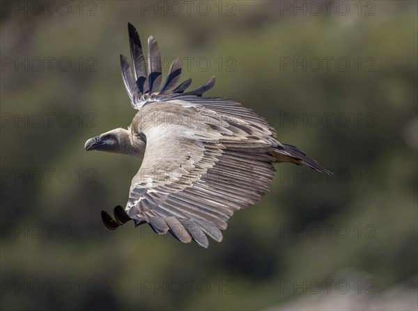Griffon vulture (Gyps fulvus), Monfraguee National Park, Extremadura, Castilla La Mancha, Spain, Europe