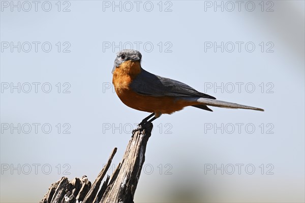 Silverbird (Empidornis semipartitus), Serengeti National Park, Tanzania, Africa