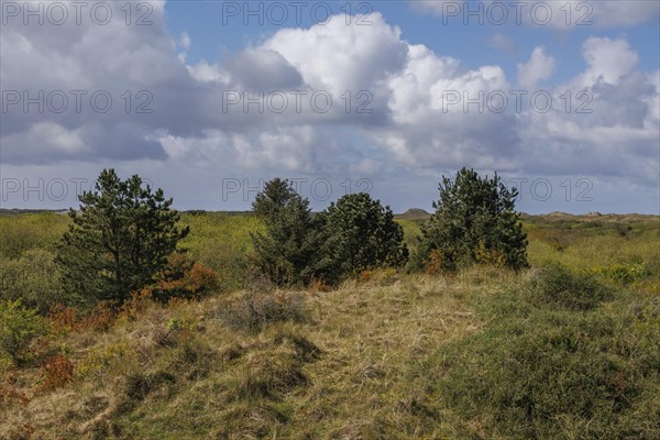 Natural hills with green vegetation and cloudy sky in the background, grasses and bushes with trees and a walking path in a heath landscape, Nes, Ameland, Netherlands
