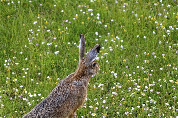 A European hare (Lepus europaeus) seen from the side standing in a flowering meadow surrounded by grass and wildflowers, Wismar, Muehlenteich, Mecklenburg-Vorpommern, Germany, Europe