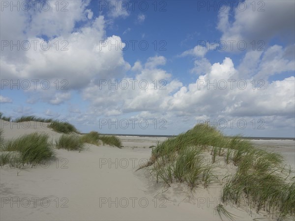 Sand dunes with tufts of grass under a blue sky with white clouds, sand dune with dune grass on a beach in front of a cloudy sky, spiekeroog, germany