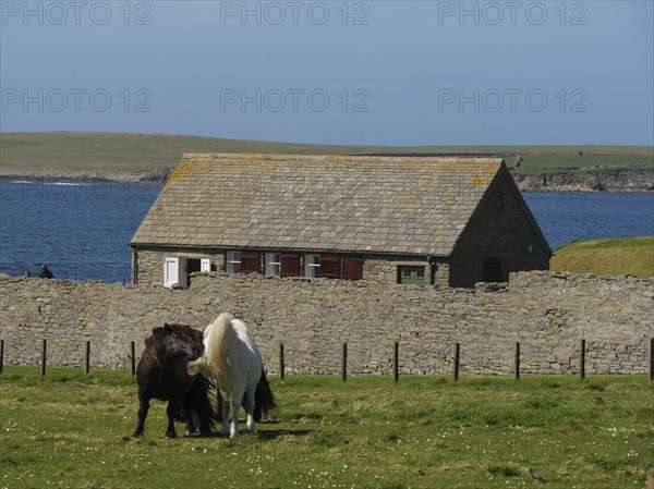Two ponies standing in a pasture in front of a stone wall and a farmhouse with the sea in the background, black and white horses in front of a stone house in a meadow by the blue sea, Lerwick, Shetland, Scotland, United Kingdom, Europe