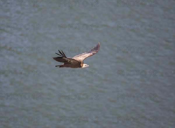 Griffon vulture (Gyps fulvus), Monfraguee National Park, Extremadura, Castilla La Mancha, Spain, Europe