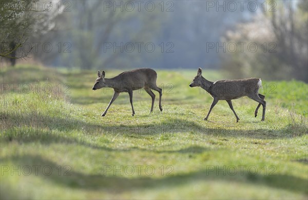 European roe deers (Capreolus capreolus) in winter coat, winter cover running across a field path, wildlife, Thuringia, Germany, Europe