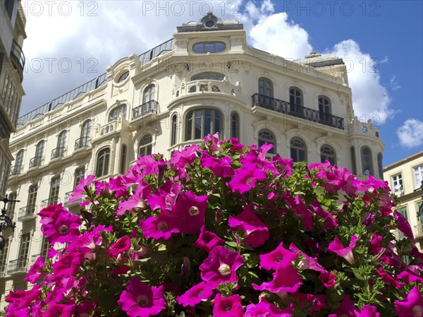 Old building with pink flower clusters in the foreground under a clear sky, blossom and palm trees in front of historic buildings, malaga, spain