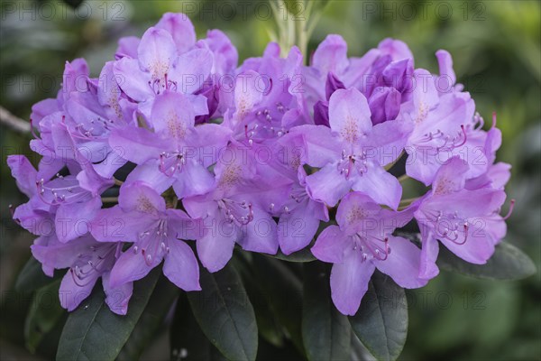 Rhododendron flowers (Rhododendron catawbiense Grandiflorum), Emsland, Lower Saxony, Germany, Europe