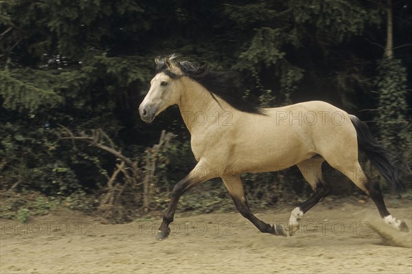 Andalusian, Andalusian horse