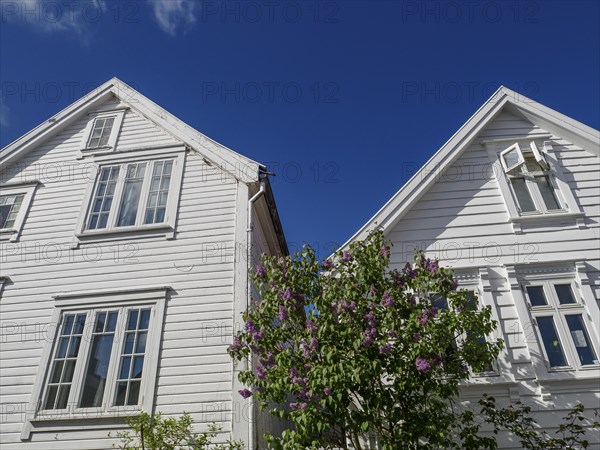 Two white houses with red tiled roofs and flowering bushes in the foreground, white wooden houses with red roofs against a blue sky, trees and white fences along the road, stavanger, norway