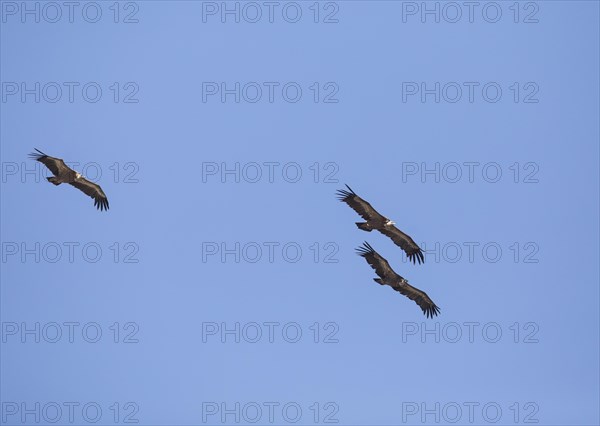 Griffon vulture (Gyps fulvus), Monfraguee National Park, Extremadura, Castilla La Mancha, Spain, Europe