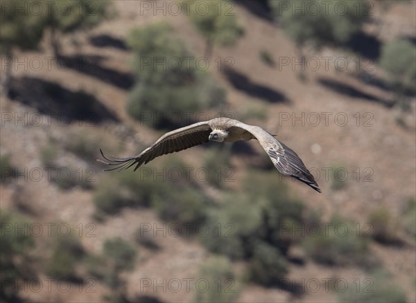 Griffon vulture (Gyps fulvus), Monfraguee National Park, Extremadura, Castilla La Mancha, Spain, Europe