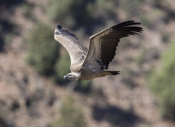 Griffon vulture (Gyps fulvus), Monfraguee National Park, Extremadura, Castilla La Mancha, Spain, Europe
