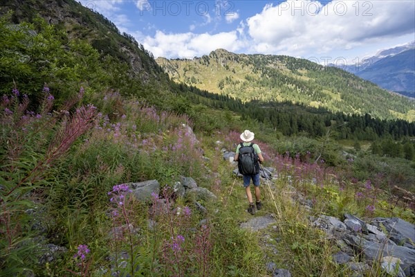 Mountaineer on a hiking trail between flowers, mountain landscape with green meadows, purple flowering balsam and larches, Obergailtal, Carnic Main Ridge, Carnic Alps, Carinthia, Austria, Europe