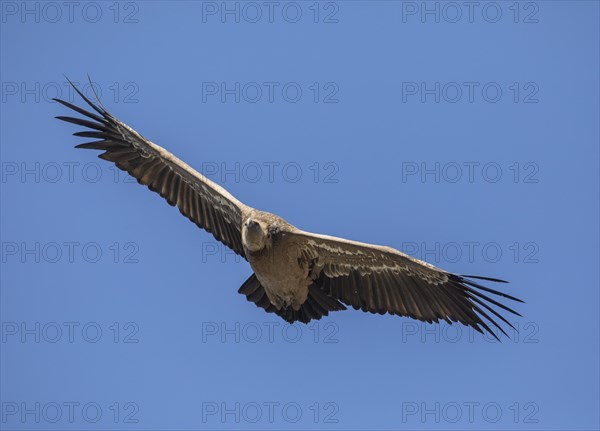 Griffon vulture (Gyps fulvus), Monfraguee National Park, Extremadura, Castilla La Mancha, Spain, Europe