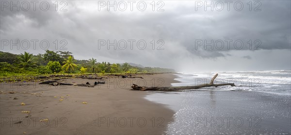 Tree trunk on the beach in the surf, rainforest and sandy beach on the Caribbean coast, Tortuguero National Park, Costa Rica, Central America