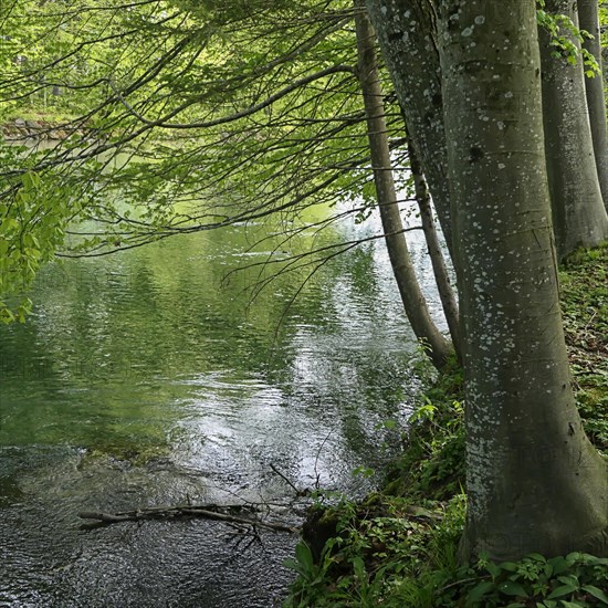 A peaceful river surrounded by trees with green leaves in a quiet forest. Alpine river with old beech trees on the banks. Almtal Upper Austria nature reserve