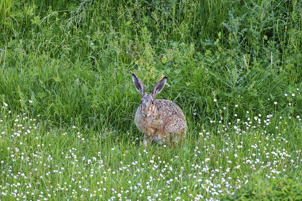 A hare European hare (Lepus europaeus) in a green meadow surrounded by grass and wildflowers, Wismar, Muehlenteich, Mecklenburg-Vorpommern, Germany, Europe