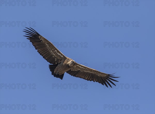 Griffon vulture (Gyps fulvus), Monfraguee National Park, Extremadura, Castilla La Mancha, Spain, Europe