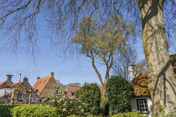 A picturesque view of red brick houses surrounded by lush trees and bushes under a blue sky, historic houses in a small village with small streets and trees in spring, Nes, Ameland, Netherlands