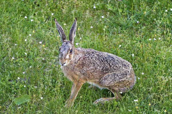 A brown hare (Lepus europaeus) seen from the front sitting in a green meadow surrounded by grazing wildflowers, Wismar, Muehlenteich, Mecklenburg-Western Pomerania, Germany, Europe