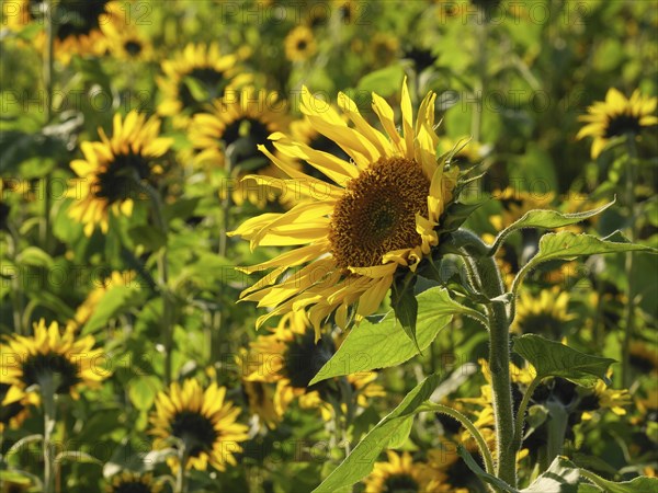 Vivid close-up of a sunflower in a huge sunflower field, blooming yellow sunflowers in a field with trees in the background against a blue sky, borken, germany