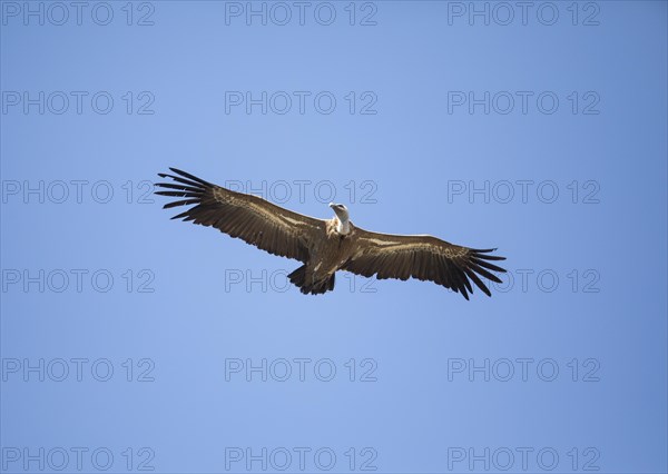 Griffon vulture (Gyps fulvus), Monfraguee National Park, Extremadura, Castilla La Mancha, Spain, Europe