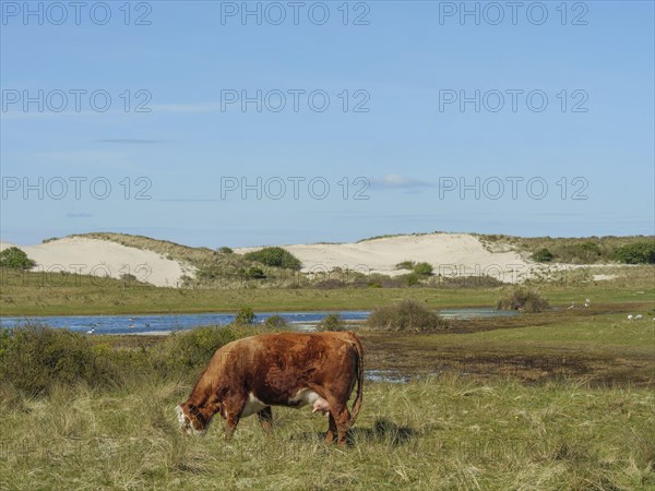 A brown cow grazing in a meadow in front of a light blue sky and sand dunes in the background, cow in the dunes in front of a small, lake, nes, ameland, netherlands