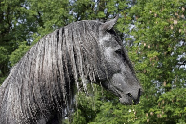 Andalusian, Andalusian horse