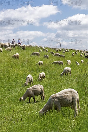Sheep grazing on the dyke, cyclist, Elbe cycle path near Boizenburg, Mecklenburg-Western Pomerania, Germany, Europe
