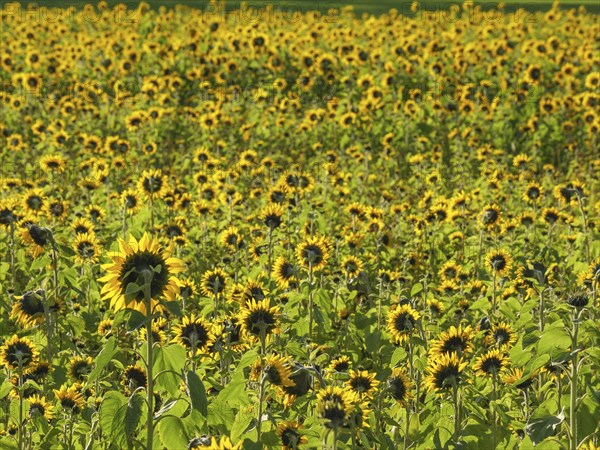 Blooming sunflower field, green leaves and yellow flowers under a clear sky, blooming yellow sunflowers in a field with trees in the background against a blue sky, borken, germany