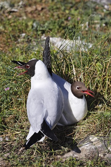 Breeding Black-headed Gulls (Larus ridibundus) also pair at the breeding site, North Sea coast, Schleswig-Holstein, Germany, Europe