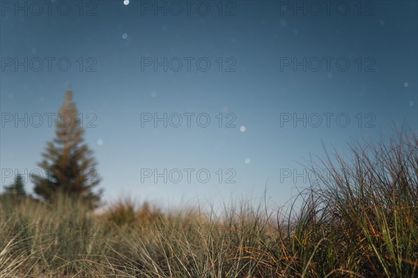 Night sky with visible stars behind a tree- and grass-covered landscape