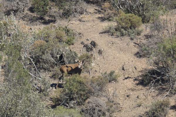 Deer (Cervidae), Monfraguee National Park, Extremadura, Castilla La Mancha, Spain, Europe
