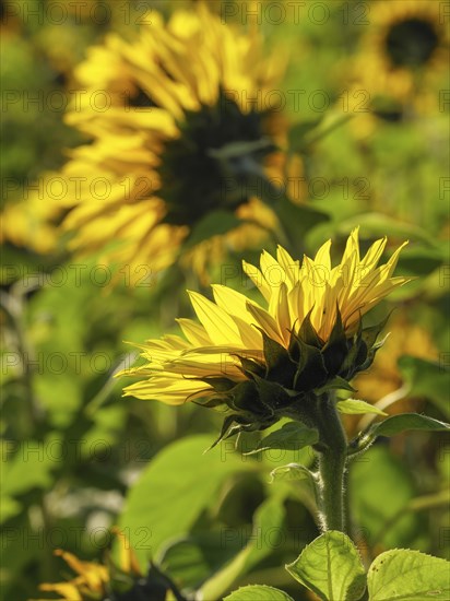Close-up of a blooming sunflower in front of a blurred background, blooming yellow sunflowers in a field with trees in the background against a blue sky, borken, germany